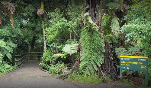 Puketi Forest Walks and Hikes